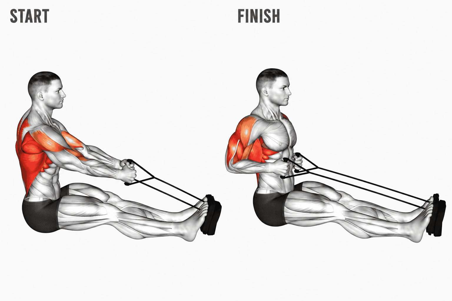 Illustration of a man performing a seated row exercise, showing muscles targeted in red, with labels 'START' and 'FINISH' indicating the beginning and end of the movement.