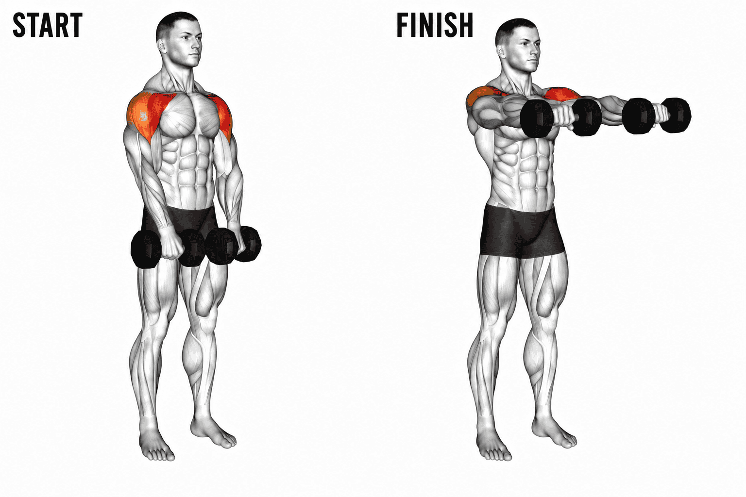 Diagram showing the start and finish positions of a front raise exercise, with the muscles engaged highlighted in red, featuring a muscular man holding dumbbells.