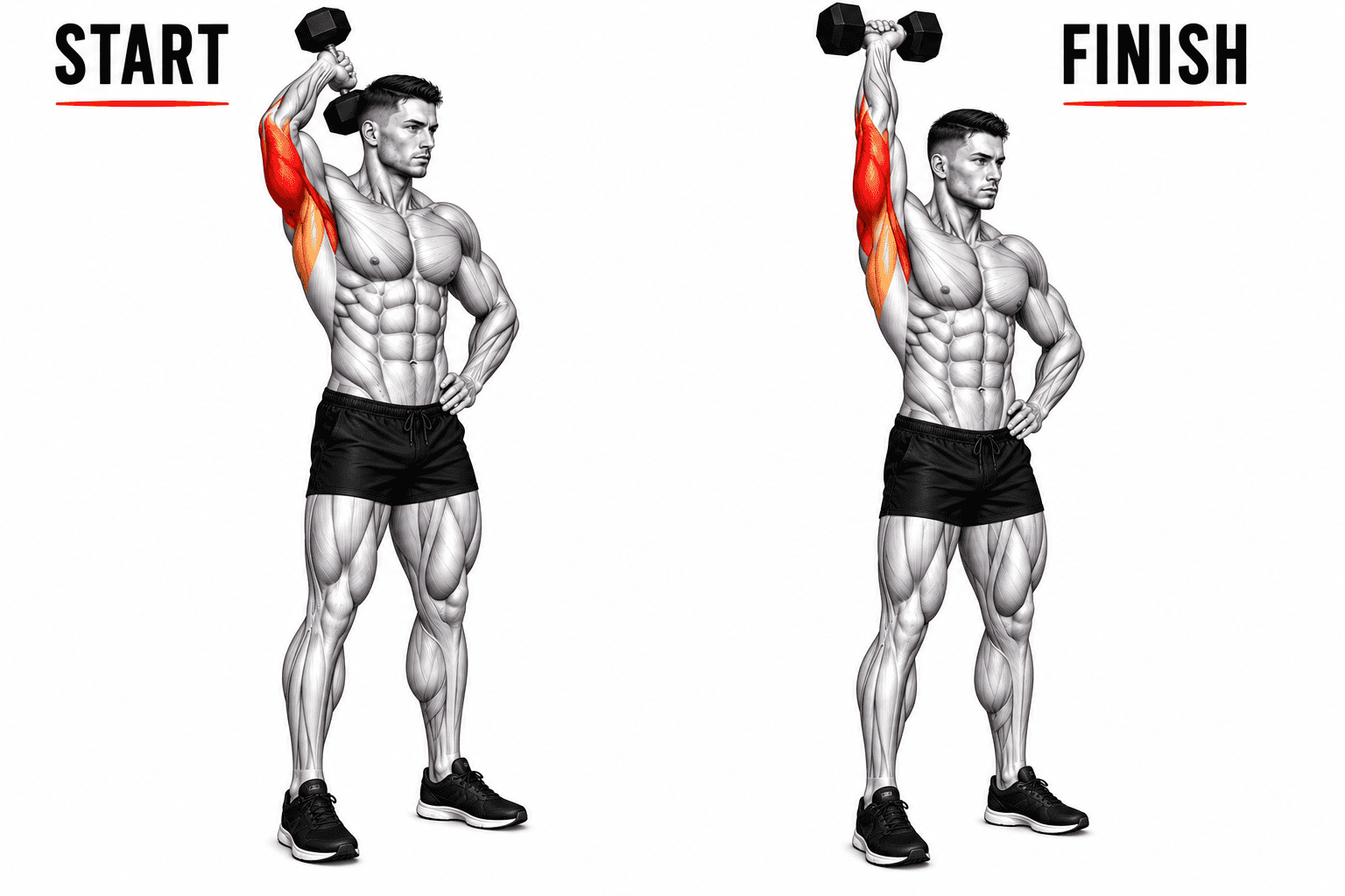 Illustration of a man performing standing single arm tricep extension with dumbbell, showing the starting phase on the left and the finishing phase on the right, with highlighted muscles.