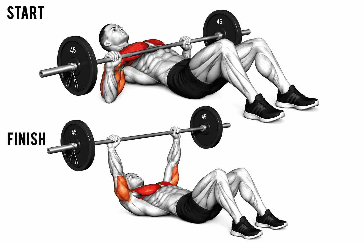 Illustration showing a man performing a barbell shoulder press exercise, with the image labeled 'START' at the top and 'FINISH' at the bottom, highlighting the muscles engaged during the lift.