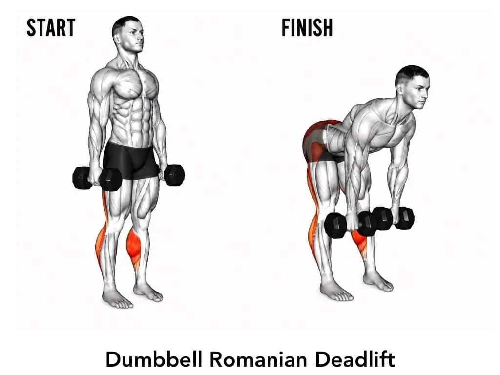 Diagram of a man performing the Romanian deadlift with dumbbells, showing starting and finishing positions, with muscles highlighted.