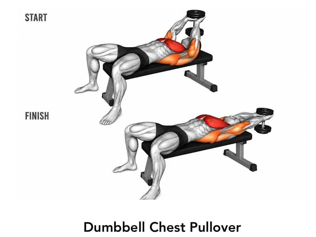 Illustration showing the start and finish positions of a dumbbell chest pullover exercise, highlighting the muscles used.