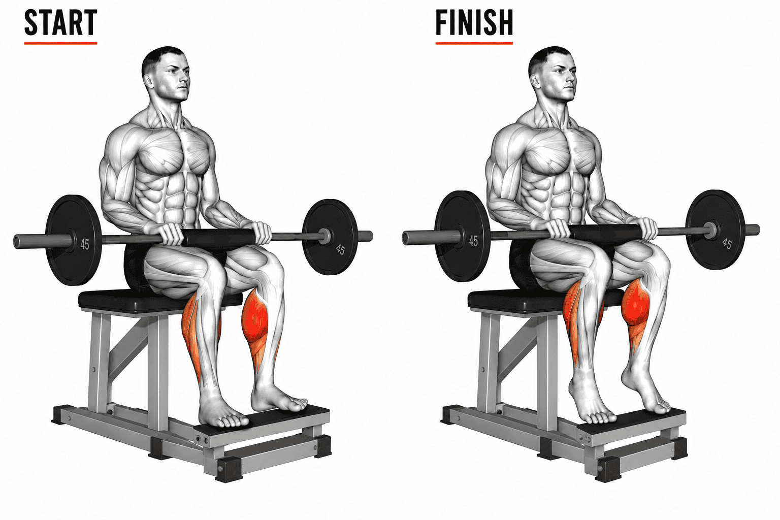 Side-by-side illustration of a muscular man performing seated barbell calf raise. The image shows the starting position on the left and the finishing position on the right.