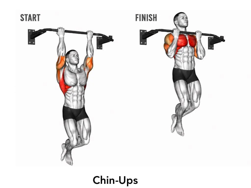 Illustration of a person performing a chin-up exercise, showing muscle engagement from start to finish
