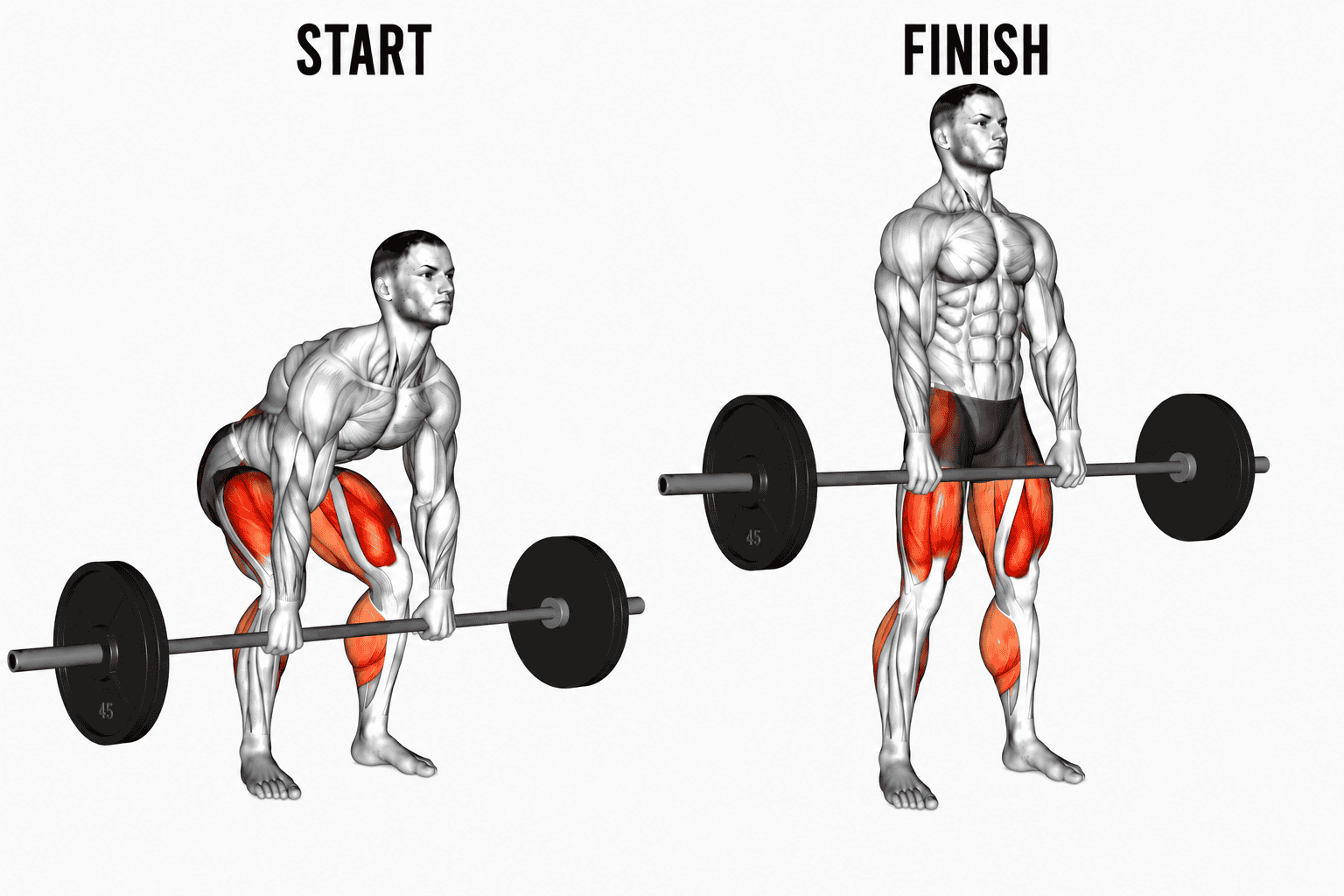 Diagram showing the progression of a deadlift exercise from start to finish, highlighting the muscles engaged in red, with a muscular male figure holding a barbell in both phases.