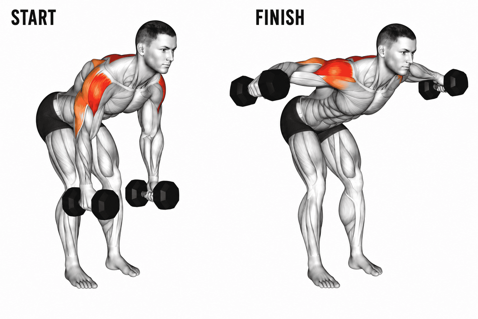 Diagram showing a man performing a bent-over dumbbell row exercise, with muscles highlighted in red in the start and finish positions.