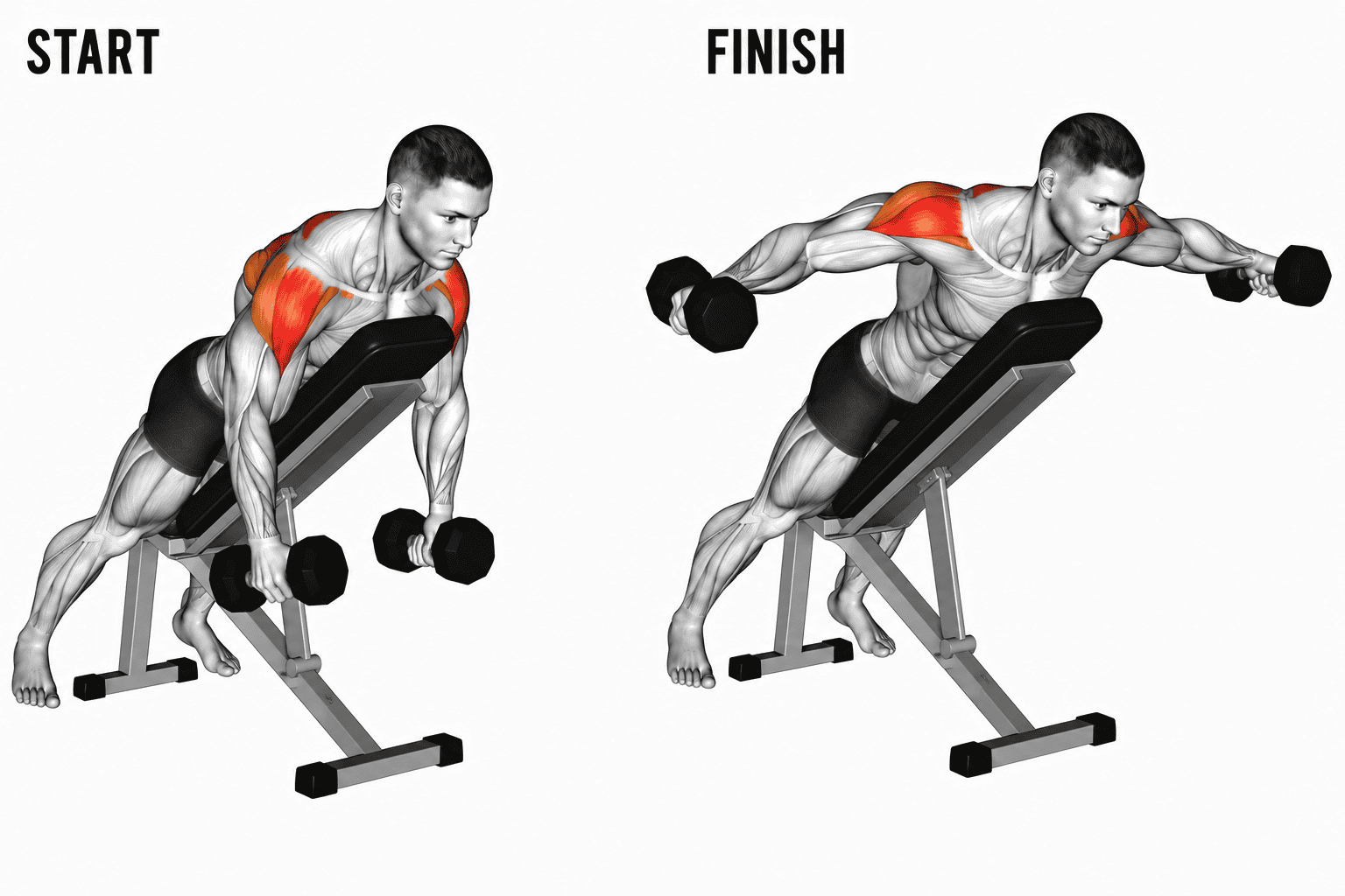 Illustration showing a man performing a chest supported bent-over. The image is divided into two parts: the start position on the left and the finish position on the right. The man's shoulder muscles are highlighted in red.