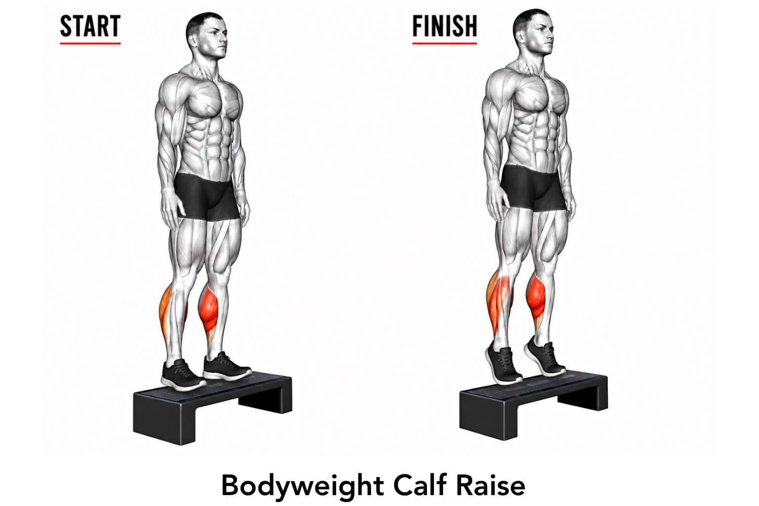 Illustration of a man performing a bodyweight calf raise, starting on a raised platform with calves highlighted in red, showing progression from start to finish.