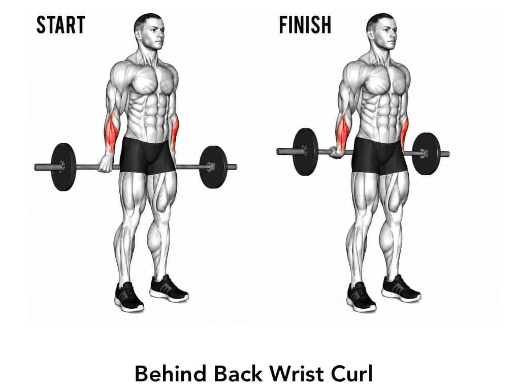 Illustration of a man performing a behind back wrist curl exercise with a barbell, showing the starting position on the left and the finishing position on the right, highlighting the arm muscles involved.
