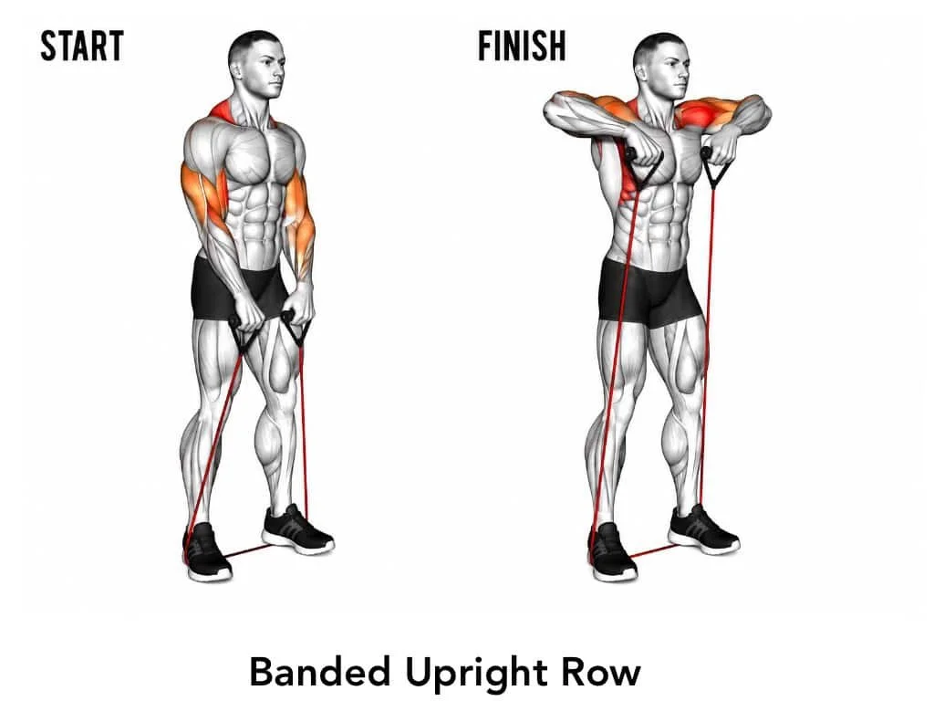 Diagram showing starting and finishing positions for a banded upright row exercise, with a muscular man pulling resistance bands upward, highlighting muscle groups worked.