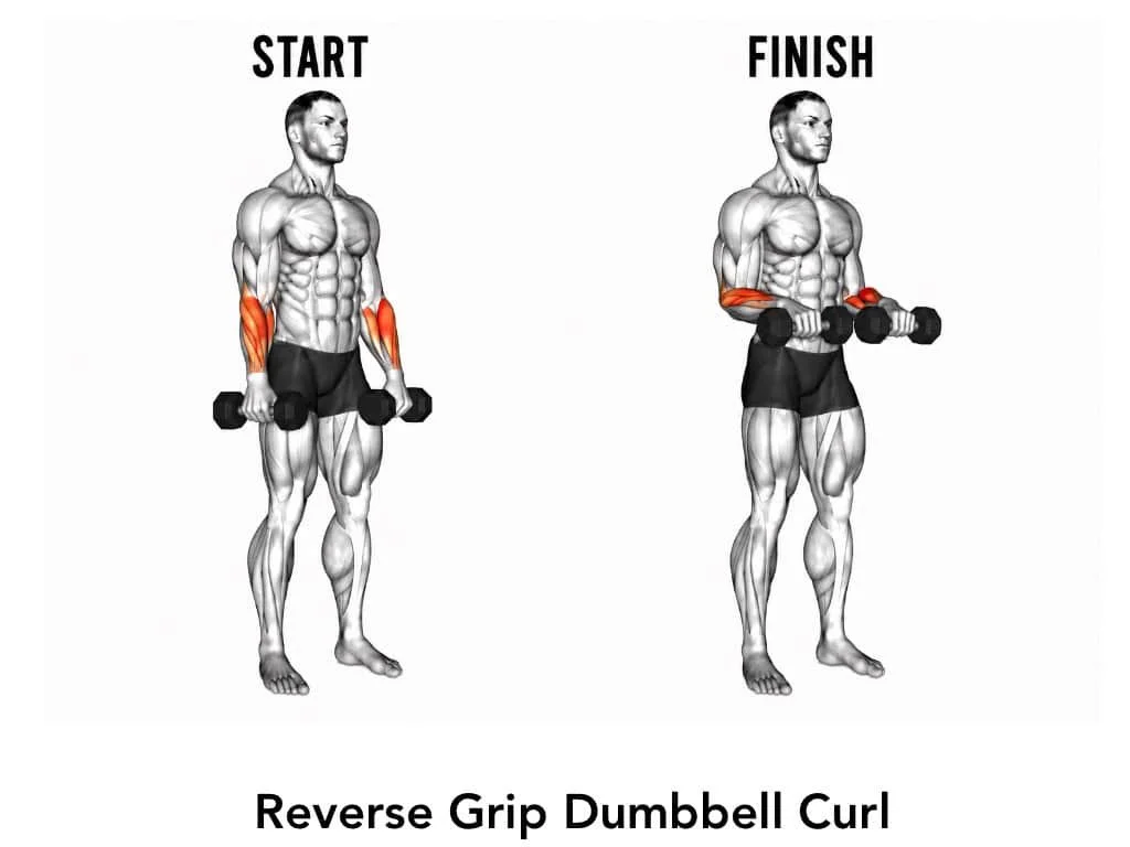 Illustration comparing start and finish positions for a reverse grip dumbbell curl exercise, showing a muscular man holding dumbbells with arms down and up, demonstrating the biceps curl movement.