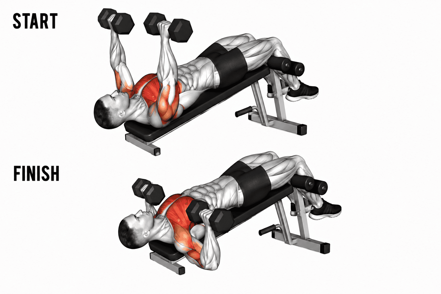 Illustration of a person performing a dumbbell chest press exercise on a bench, shown in start position with arms extended upward, and finish position with arms lowered and dumbbells near the chest, highlighting upper body muscles involved.
