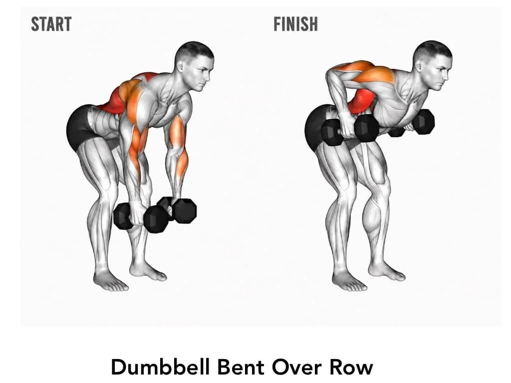 Illustration showing the start and finish positions for a dumbbell bent-over row exercise, highlighting the muscles worked in orange and red.