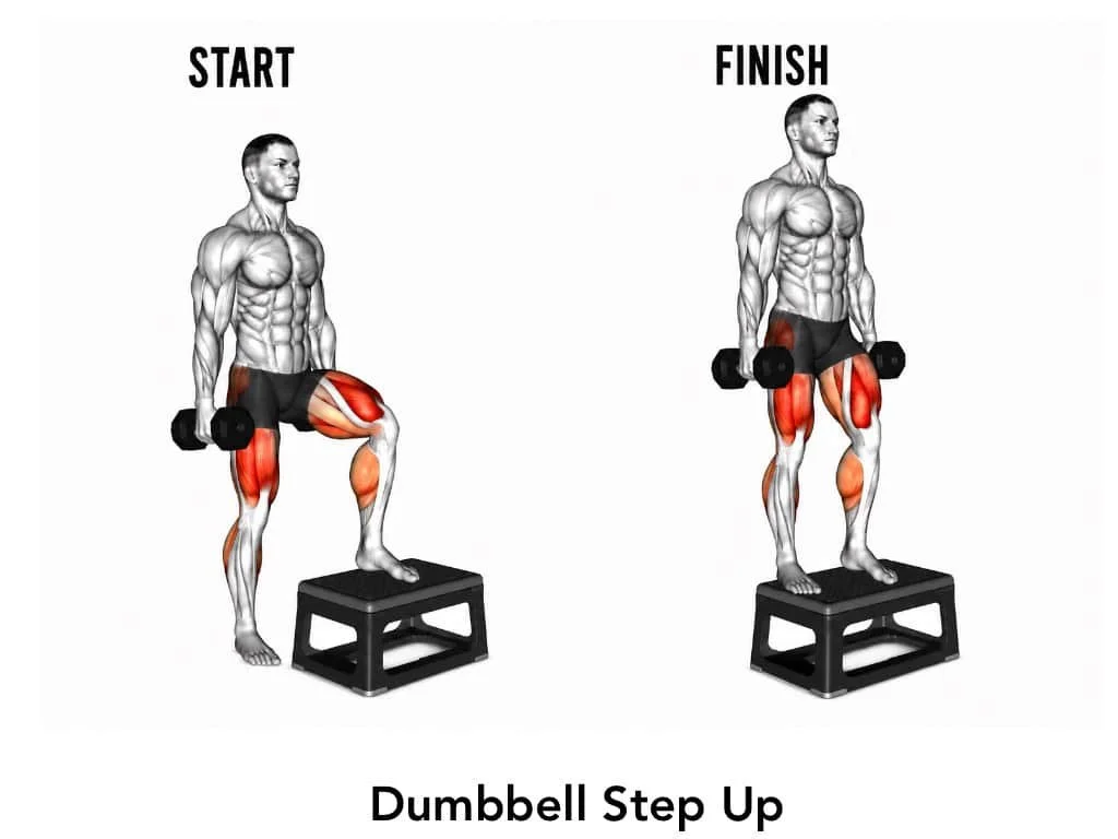 Illustration showing a man performing a dumbbell step-up exercise, starting with one foot on a bench and lifting a dumbbell, ending standing on the bench with dumbbells in each hand, highlighting the working muscles in the legs.
