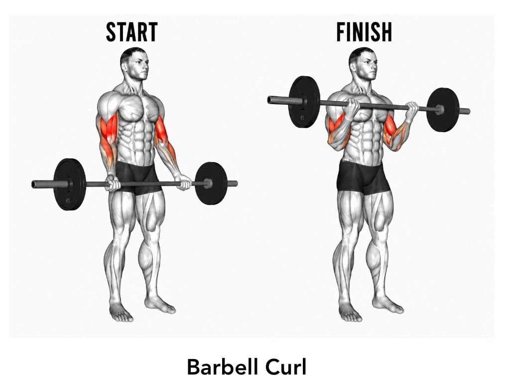 Illustration of a man performing a barbell curl exercise, showing the start and finish positions. The muscles worked are highlighted in red.