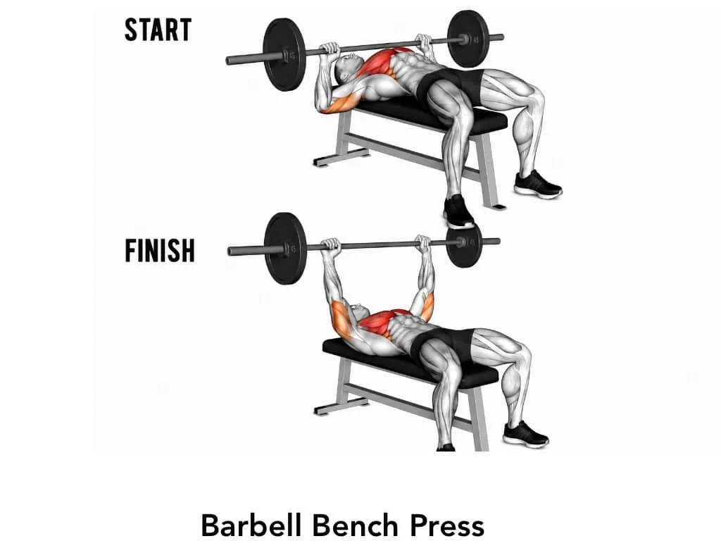 Diagram of a man performing a barbell bench press exercise, showing start and finish positions with muscular emphasis on the chest, shoulders, and arms.