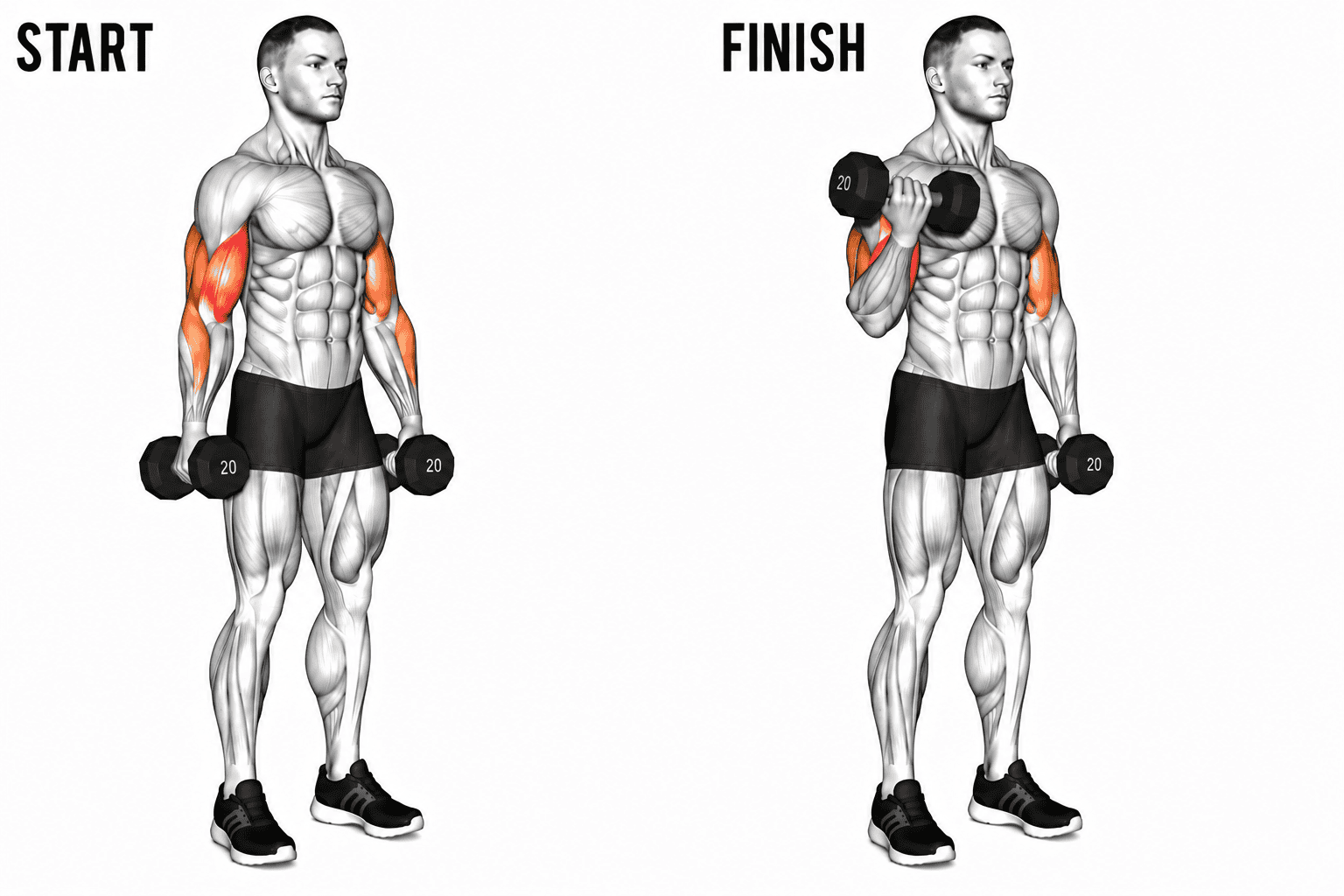 Diagram showing a start and finish positions for a bicep curl exercise. The start position has the person standing with arms down holding dumbbells, and the finish position has the person lifting a dumbbell toward the shoulder. The person's muscles are highlighted.