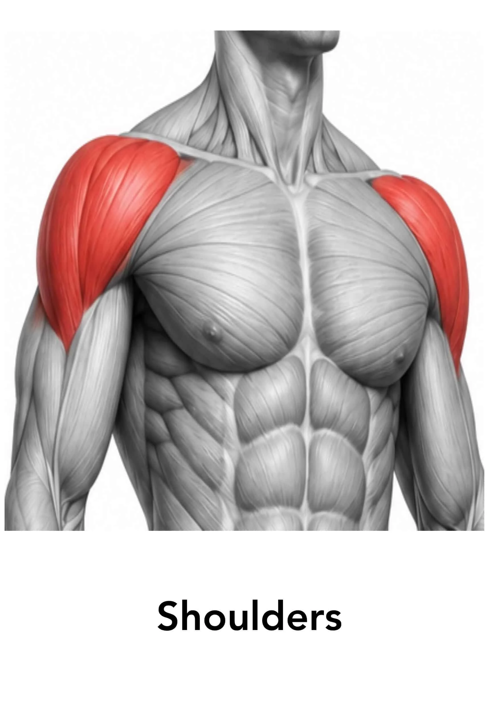 Illustration of a human upper body showing muscles and bones, with the shoulder muscles highlighted in red, and the word 'Shoulders' beneath.