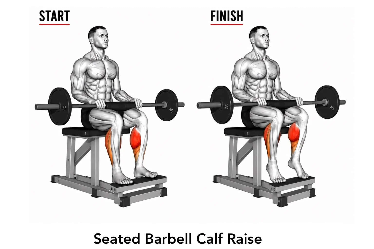 Diagram showing a man performing a seated barbell calf raise exercise, with labels for start and finish positions, highlighting the calf muscles in red.