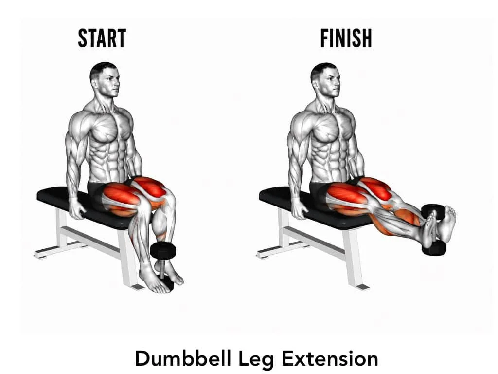 Diagram showing the start and finish positions of a dumbbell leg extension exercise, highlighting the quadriceps muscles.