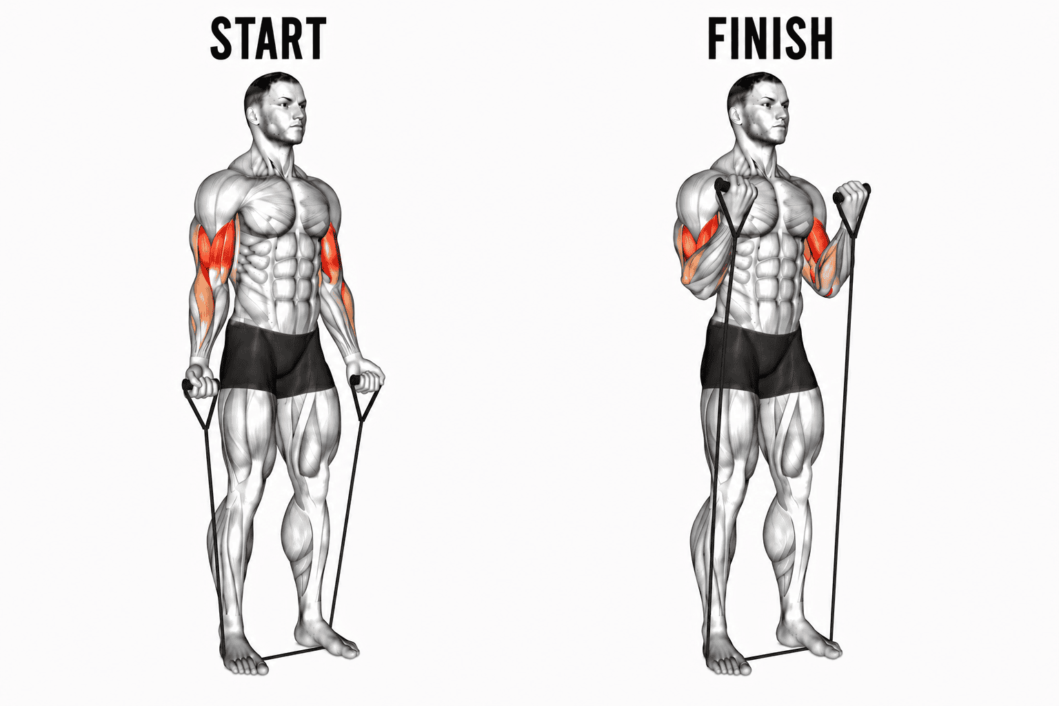 Diagram of a man performing banded curls, highlighting muscle groups worked like arms and shoulders.