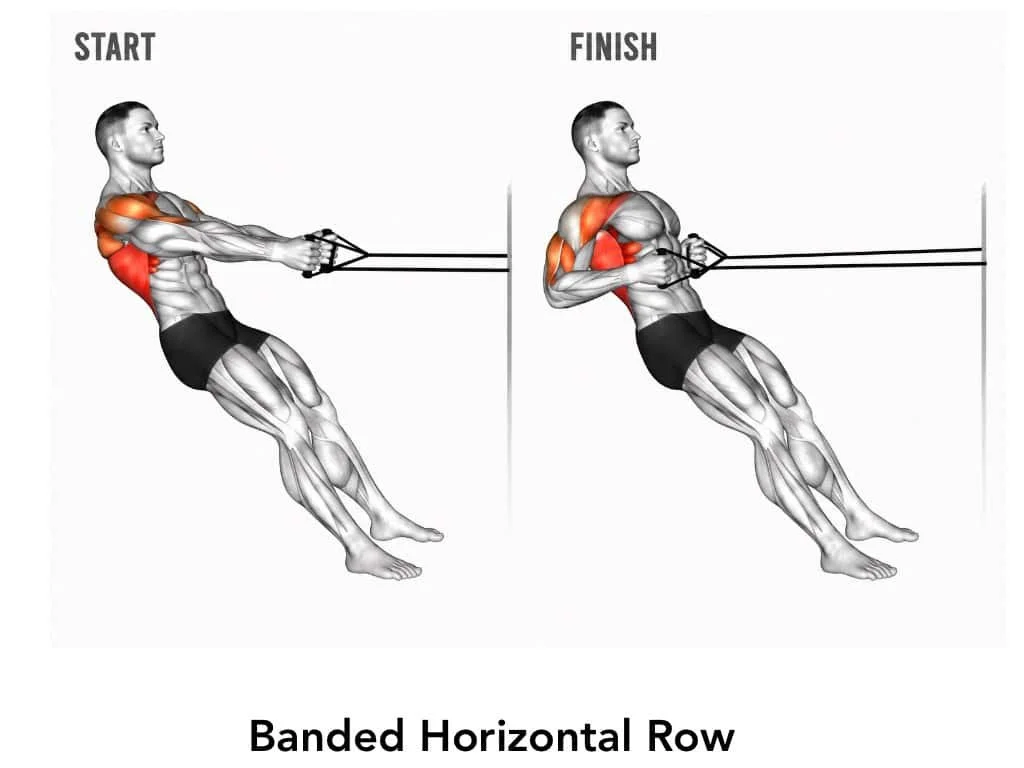 Diagram of a man performing a banded horizontal row exercise, showing the muscles worked at the start and finish positions, with the muscles highlighted.