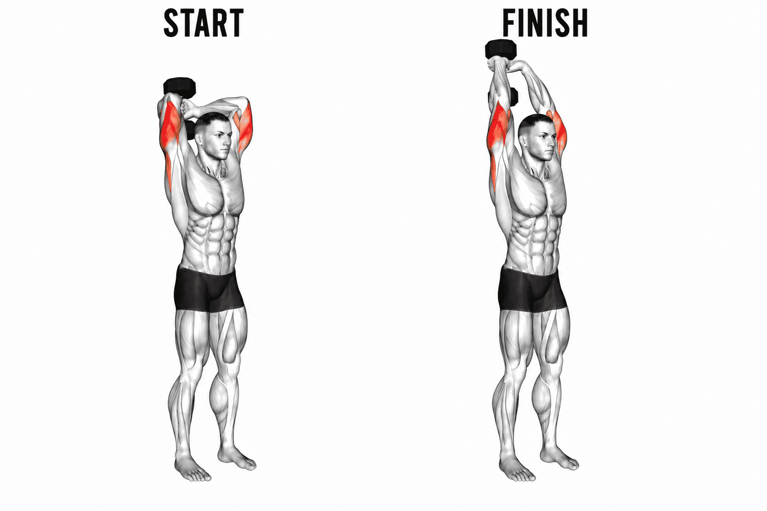 Illustration of a man performing a standing tricep extension with dumbbells, demonstrating the start and finish positions, with muscles highlighted in red.