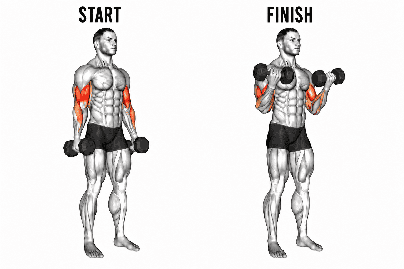 A diagram of a muscular man demonstrating a bicep curl exercise with dumbbells. The image shows two stages labeled 'Start' and 'Finish,' with the man holding dumbbells at the sides and then lifting them to shoulder level.