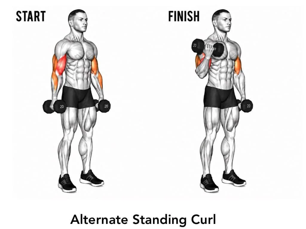 Illustration of a man performing an alternate standing curl exercise with dumbbells, showing start and finish positions.