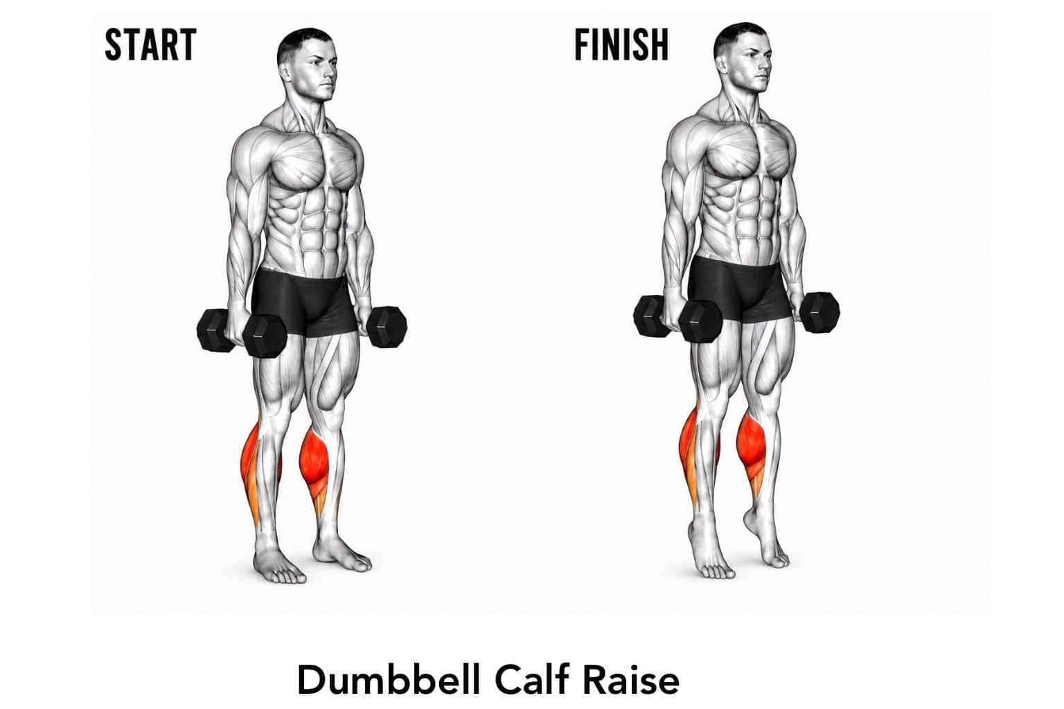 Illustration of a man performing a dumbbell calf raise exercise, showing the starting and finishing positions, focusing on calf muscle engagement.