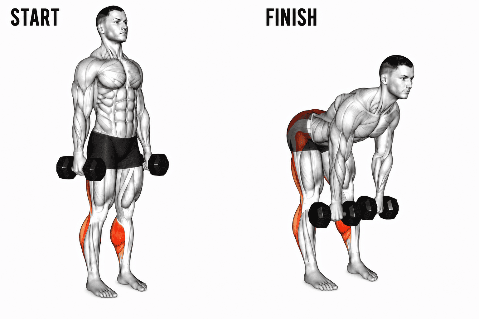 Diagram of a man performing a dumbbell exercise, starting from an upright position to a bent-over position with muscles highlighted.