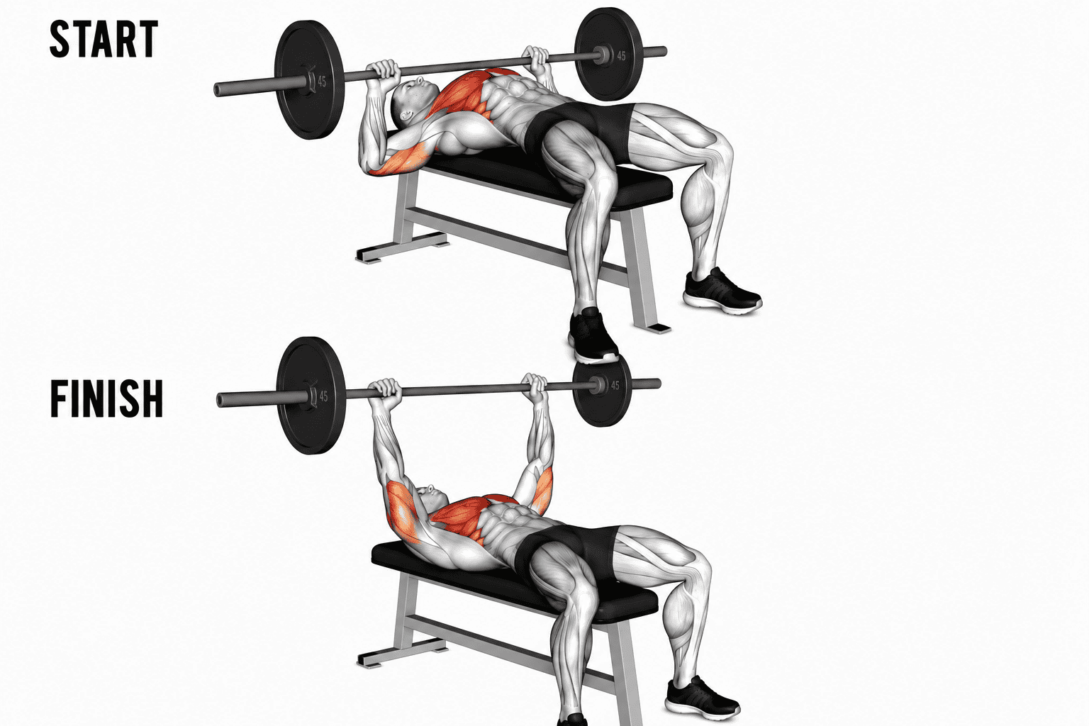 Illustration of a man performing a bench press exercise with a barbell, shown in two phases: start and finish. The muscles worked are highlighted in orange.