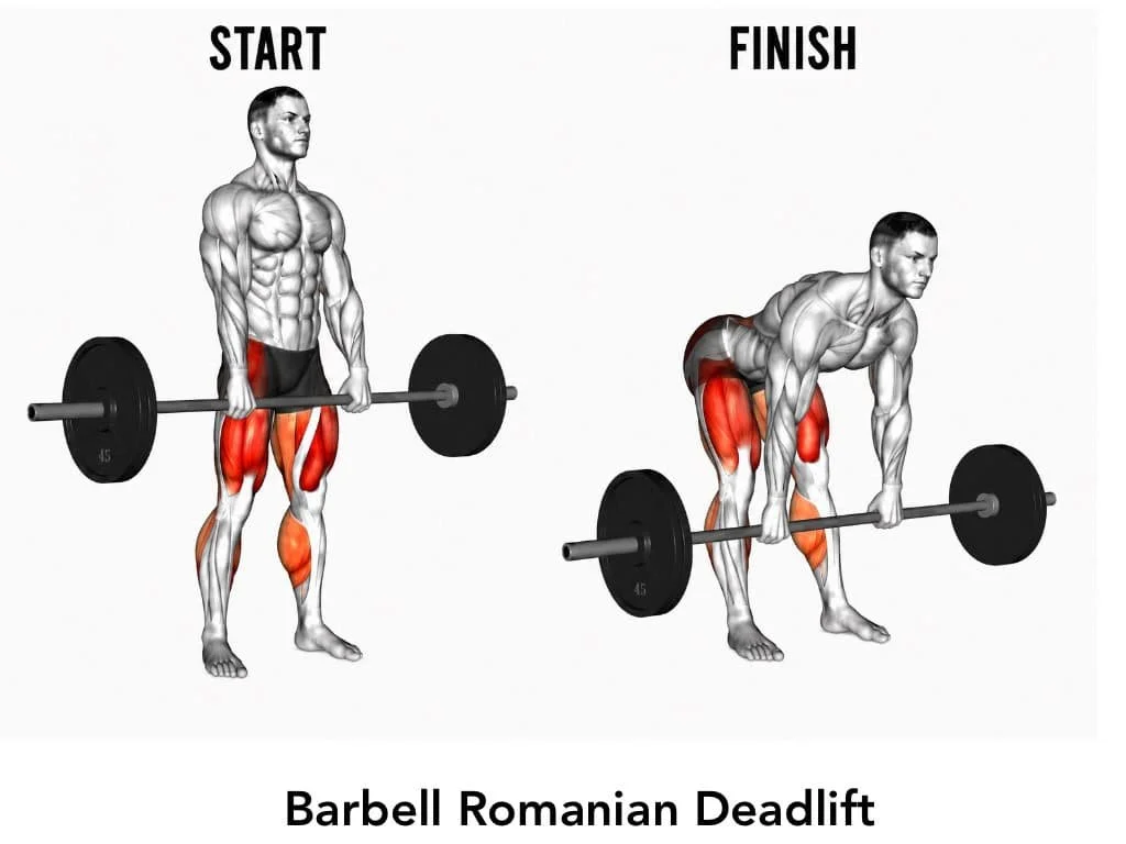 An illustration showing the start and finish positions of a barbell Romanian deadlift exercise, with muscles highlighted in red.