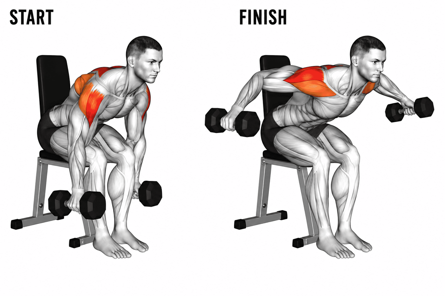 Diagram showing a man performing a bent-over dumbbell row exercise, with muscles in the back and shoulders highlighted, starting from a seated bent position and lifting dumbbells.