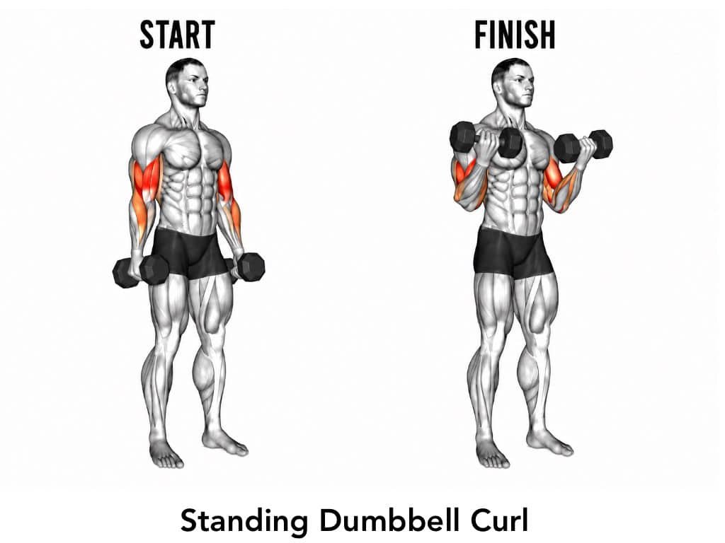 Illustration of a muscular man performing a standing dumbbell curl, showing the start position with arms lowered and the finish position with arms raised, holding dumbbells, targeting biceps muscles.