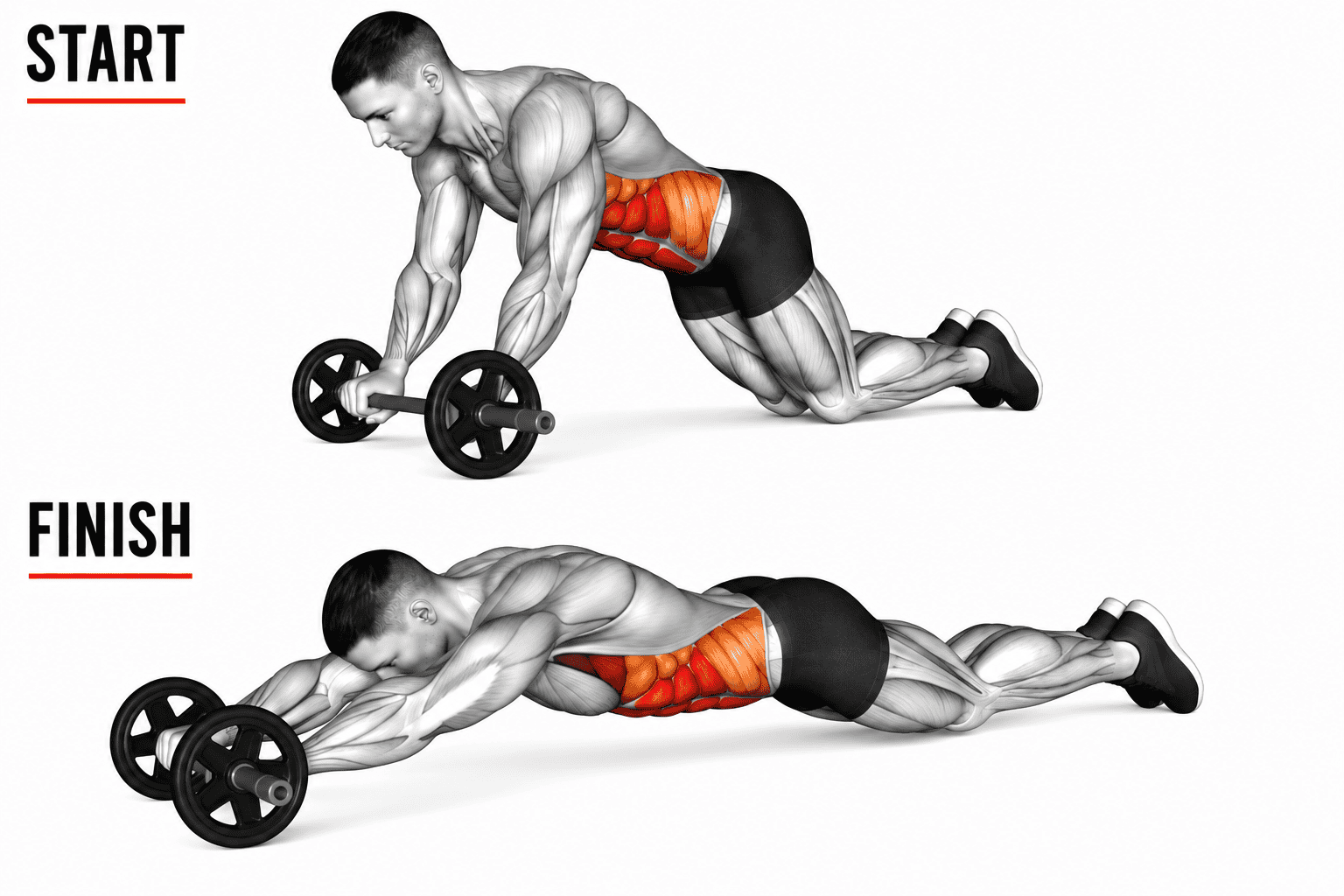 Diagram showing the start and finish positions of a barbell rollout, highlighting the core muscles targeted.