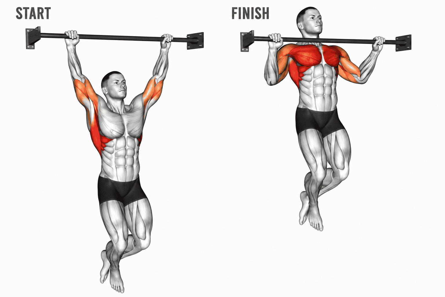 Diagram showing a muscular man doing a pull-up exercise with labeled start and finish positions. The muscles targeted are highlighted in red.