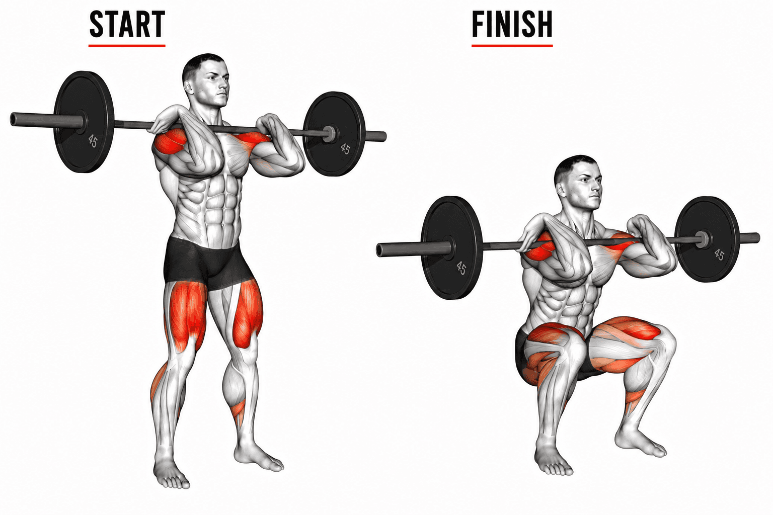 Diagram of a man performing a barbell front squat starting from a standing position and finishing in a squat position, highlighting the quads, thigh, and arm muscles involved in the exercise.