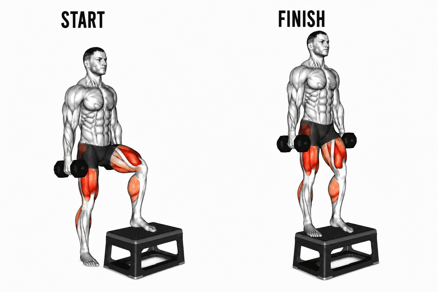 Diagram showing a muscular man performing a step-up exercise with dumbbells, starting with one foot on a step, and finishing with both feet on the ground, highlighting muscles worked.