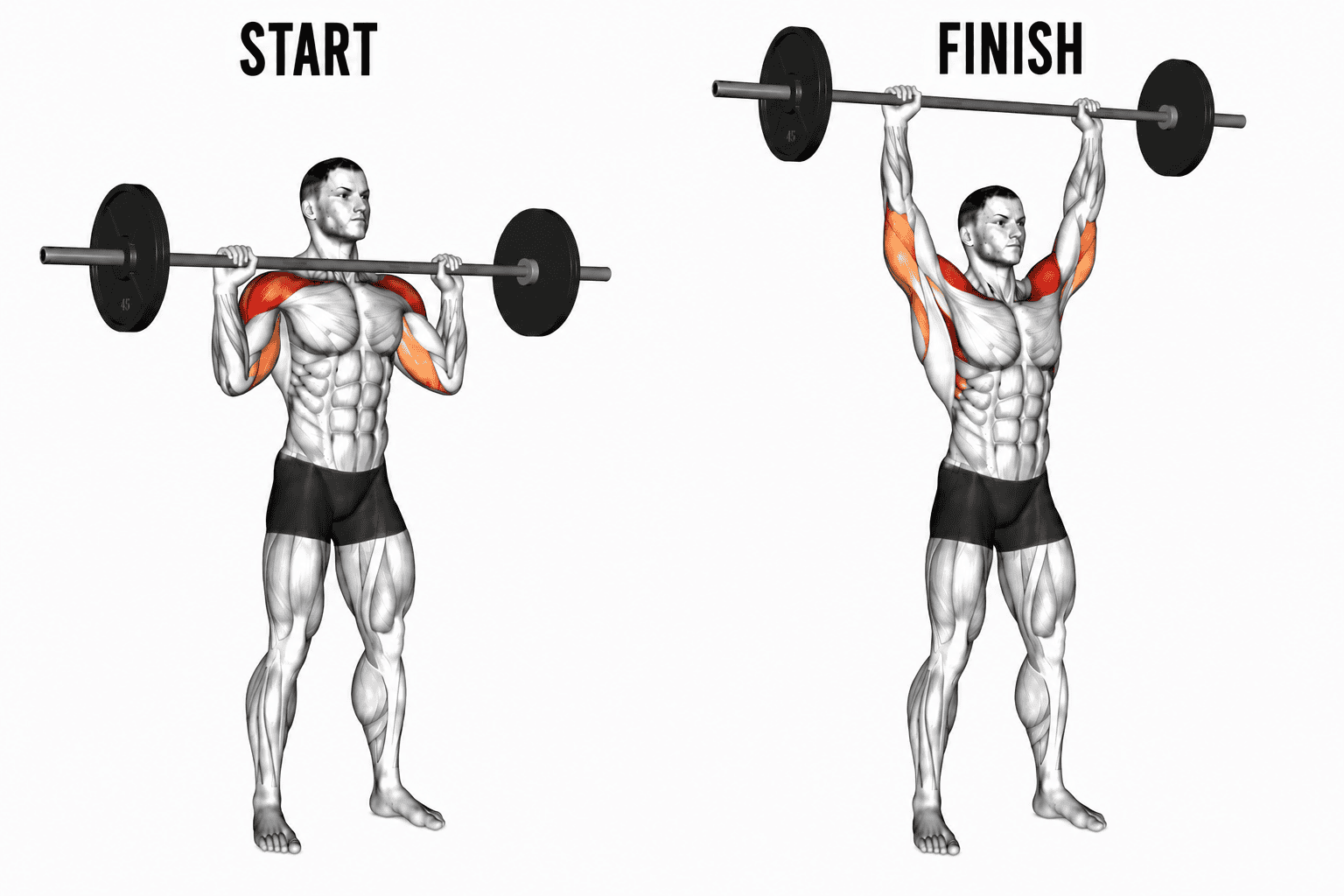 Illustration of a man performing a barbell shoulder press exercise, with a starting position on the left and a finishing position on the right, showing the muscles worked in red.