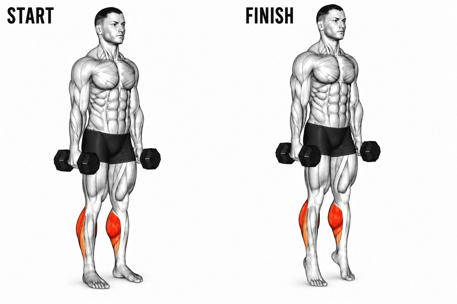 Diagram showing a muscular man performing dumbbell calf raises,  in a starting position on the left and a finishing position on the right, highlighting the calves in red.
