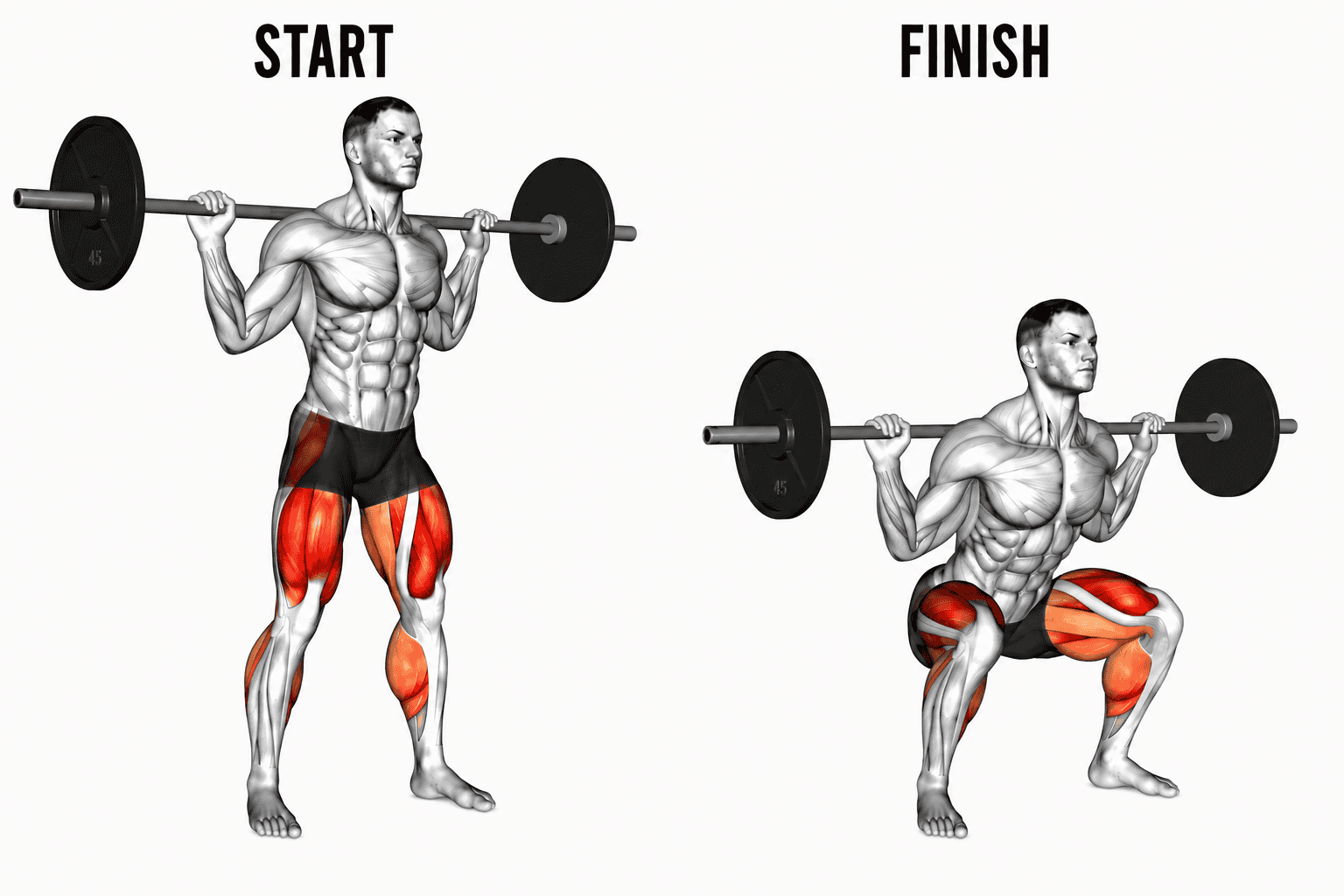 Diagram showing the starting position and squat exercise with a barbell, highlighting the muscles used in the legs, hips, and core.