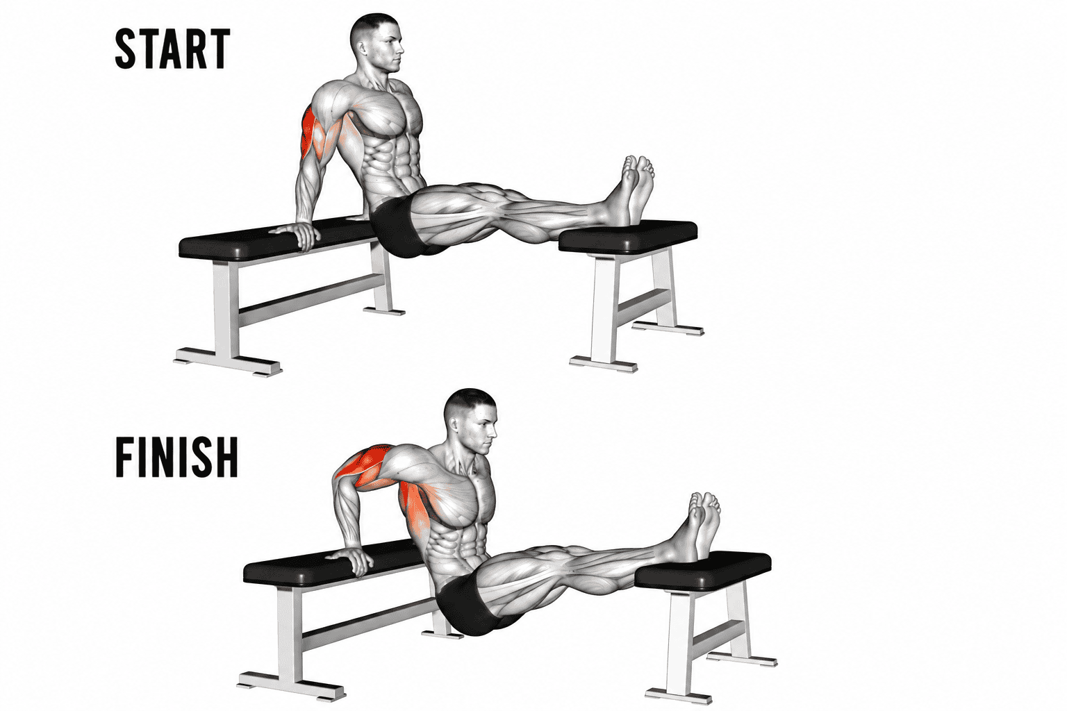Diagram showing a person performing a dip bench exercise, with a labeled start position emphasizing the muscles engaged, and a finish position highlighting the target muscles worked.