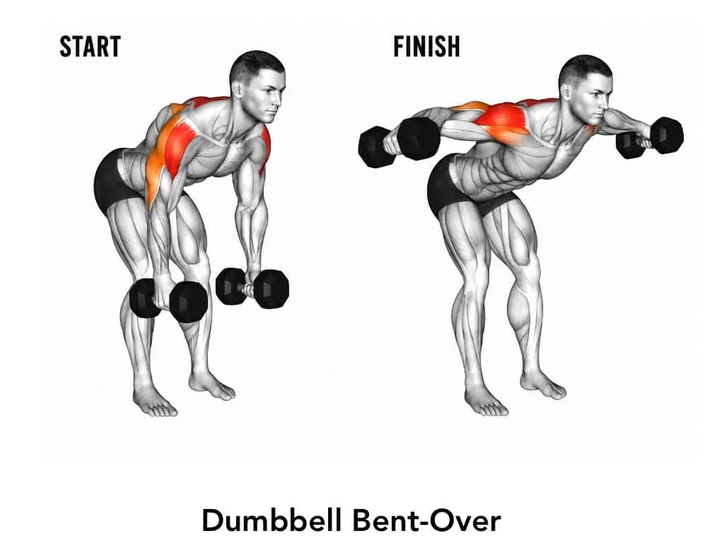 Diagram showing a man performing a dumbbell bent-over exercise, starting with dumbbells hanging down and then lifting them to shoulder level, highlighting work on the back and shoulder muscles.