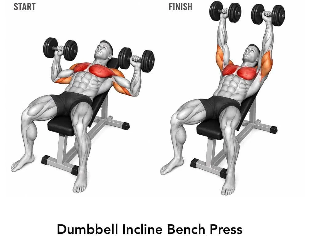 Illustration of a man doing a dumbbell incline bench press, showing start and finish positions, highlighting engaged chest, shoulder, and arm muscles.
