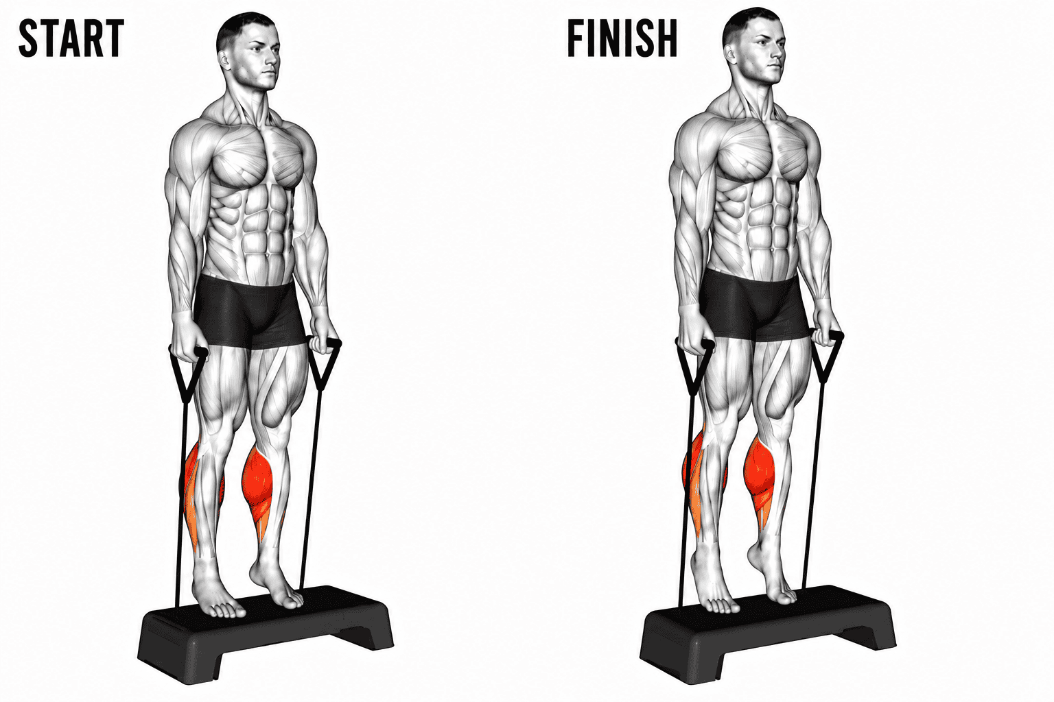 Illustration showing the start and finish positions of a banded calf raise exercise, with a muscular male figure standing on a step, holding weights, and highlighting the calf muscles in red.