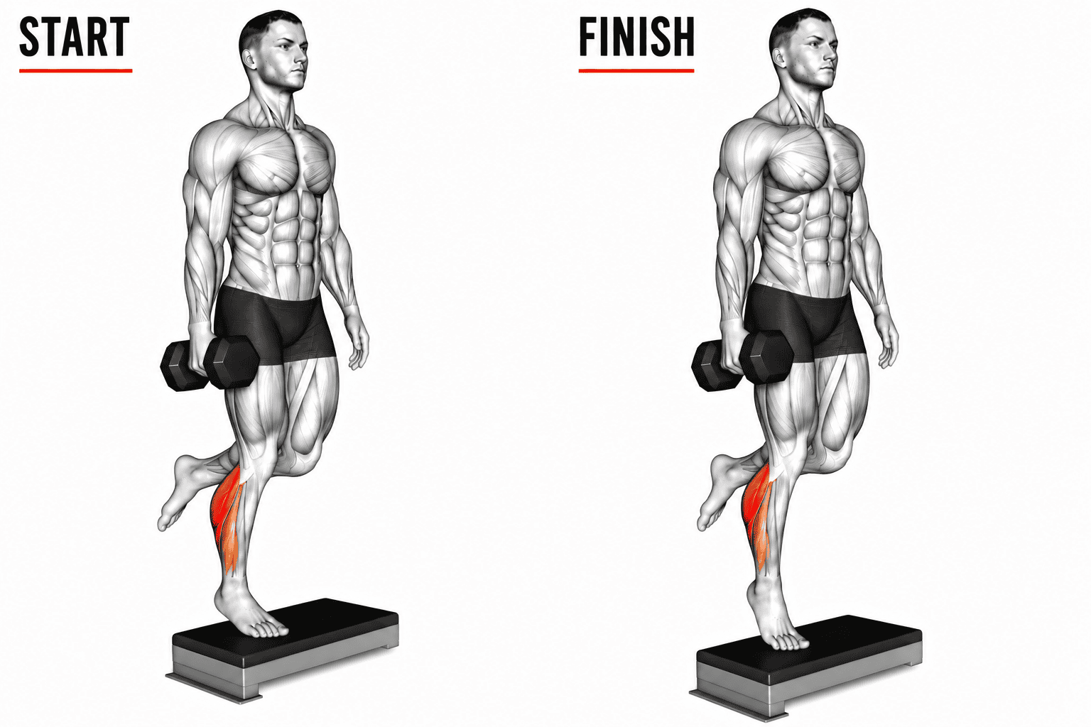 An illustration of a muscular man performing a single leg dumbbell calf raise, showing the start position on the left and the finish position on the right, highlighting the calves muscles.