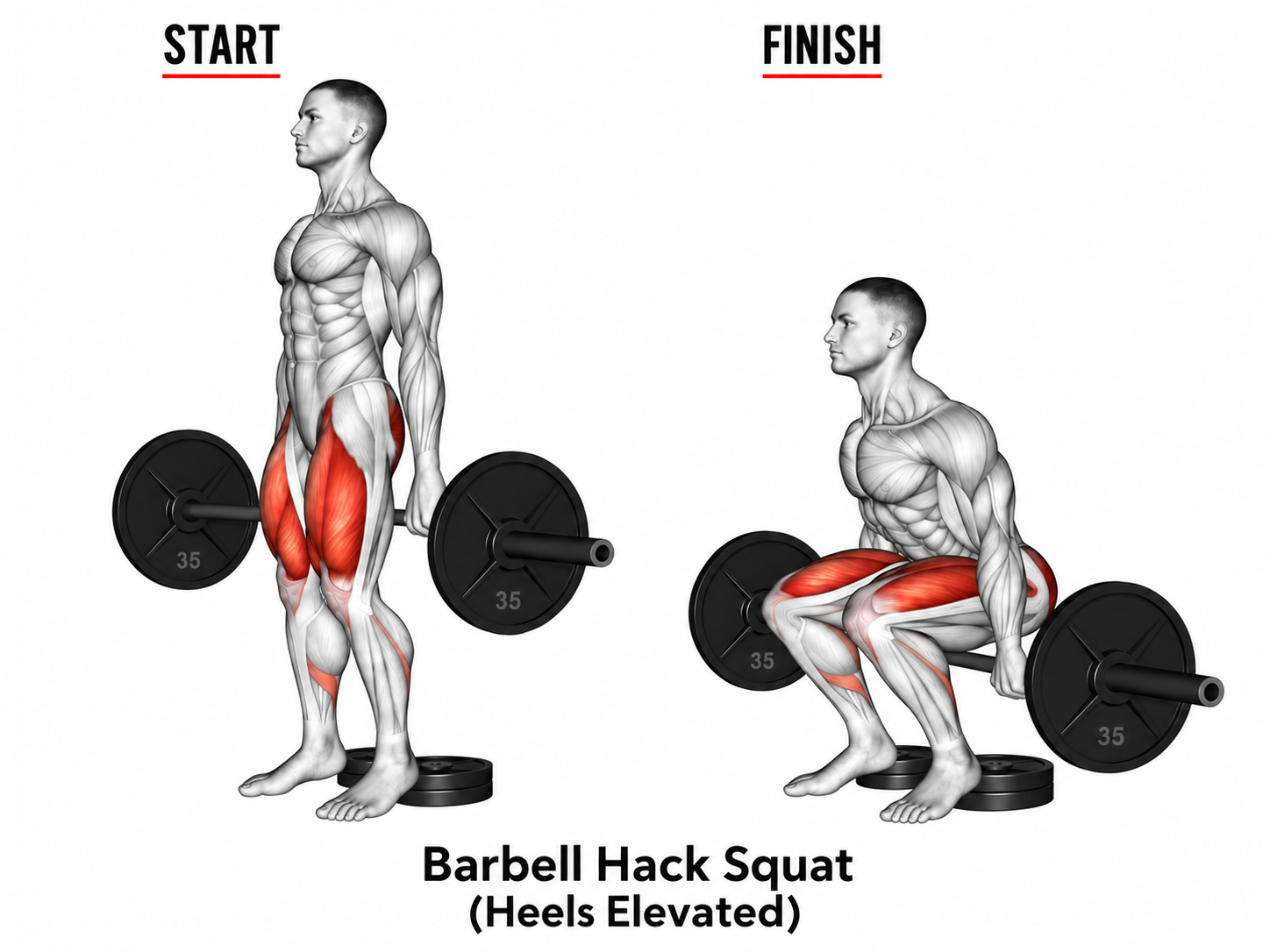 Diagram of a man performing a Barbell Hack Squat with heels elevated, showing muscle activation in the thighs, glutes, core, and calves, with a start position on the left and a squatting position on the right.