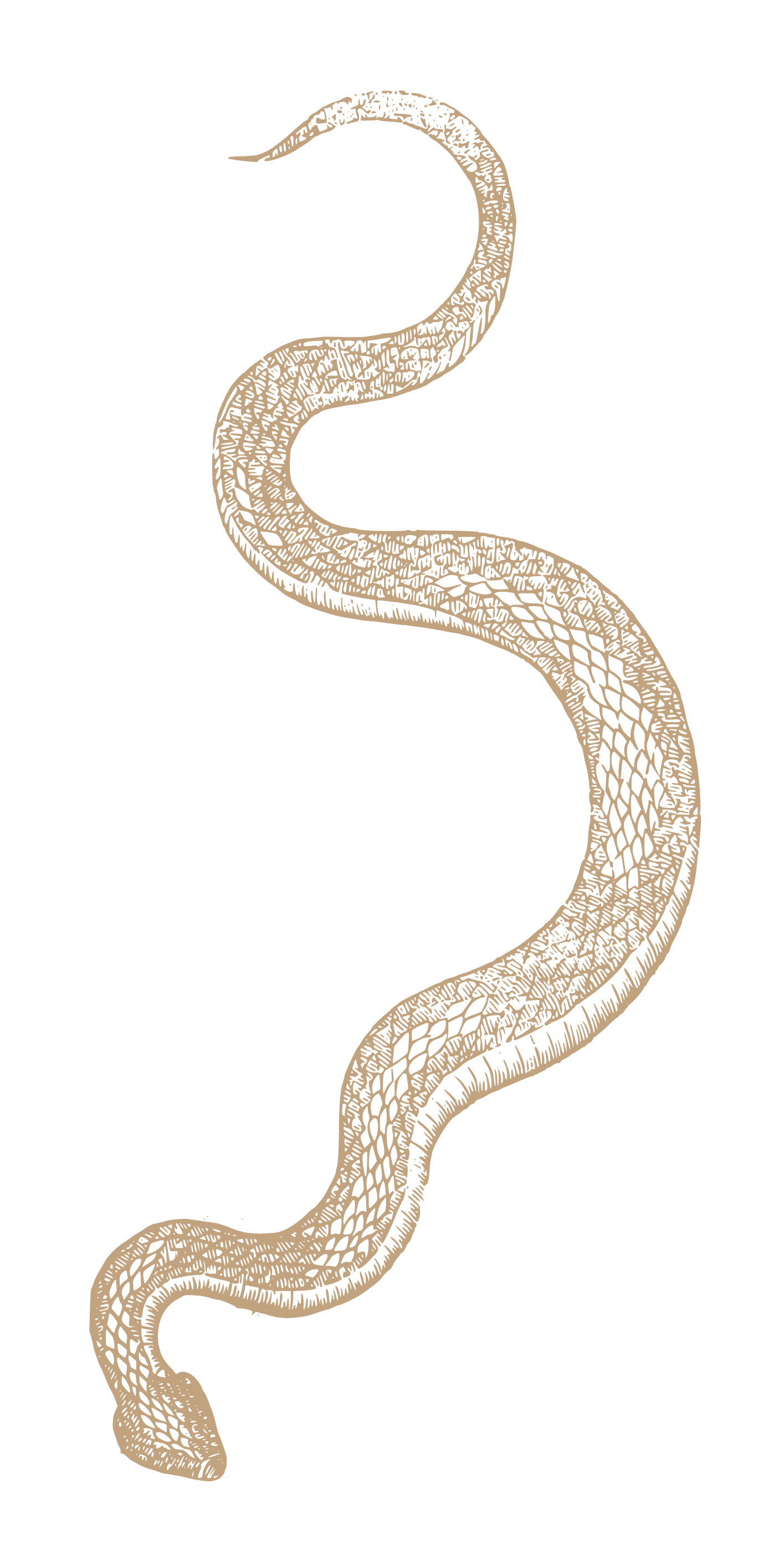 Une illustration d'un serpent beige avec un motif détaillé sur un fond noir.
