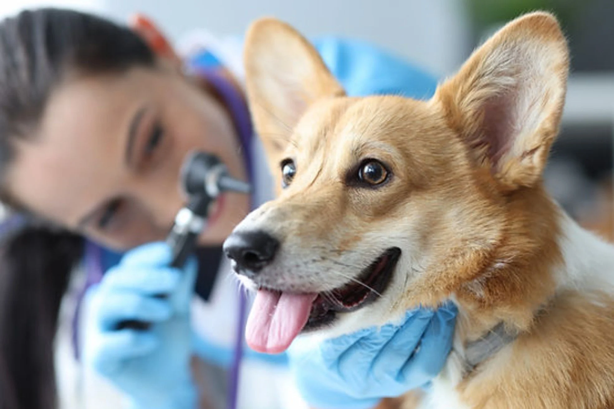 Dog receiving a veterinary exam representing healthcare costs and medical responsibilities associated with dog ownership.